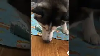 LOL, Dogs Are So Smart & Cute Latest Funny Dog Shorts Videos Compilations 🐶😁😂 -EPS739