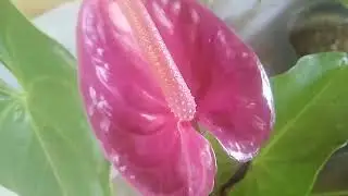 #plantas #flores #vida 