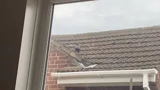 When you&rsquo;re a vegan and you see a bird outside your window.