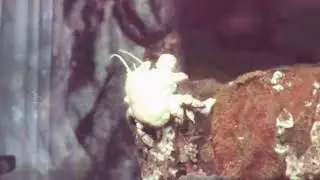 Yeti crab eating from the hydrothermal vents