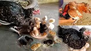 Hen Hatching Eggs | Aseel Murgi Hen Harvesting Eggs To Chicks | Chicken Reproduction | Aseel Chicks
