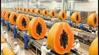 Inside a Modern Papaya Factory | From Farm to Bottle | Full Production Process Documentary