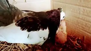 Amazing Fancy Pigeon | Father Feeding Pigeon Chicks | Kabooter Birds Beautiful Moment.