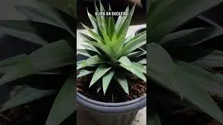 How long does it take to grow pineapples?