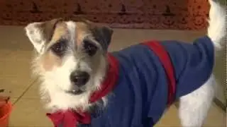 A Doggy Halloween Celebration Dogs Go Trick or Treating