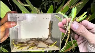 Hunting insects at night, caught a lot of sleeping grass lizards