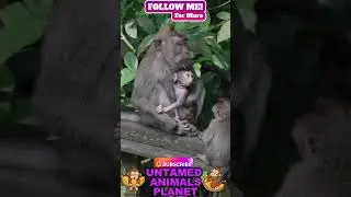 CUTE BABY MONKEY#baby#babymonkey#funny#cute#monkeys#youtubeshorts#shortsfeed#monkey#trending#shorts