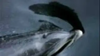 Behind the Dolphin's Smile
