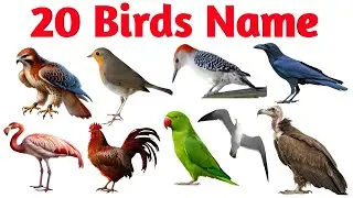 20 Beautiful & Amazing Birds 🐦🦩 | Bird Names in Hindi & English for Kids | Nightingale to Sparrow