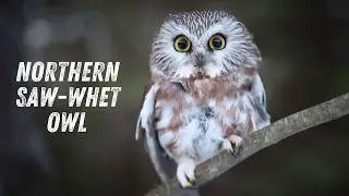 Northern Saw-whet Owl Call | What It Sounds Like?