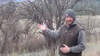Fall Fruit Tree Pruning For Deer