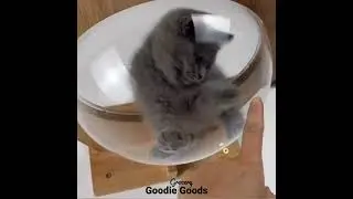 Wall-Mounted Wooden Cat Spaces Clear Capsule Cat Bed Small Pets Bed Cat Toy Cat Furniture  Cat Shelf