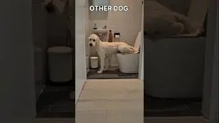 My friend dog vs my #dog#shorts