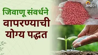 Biofertilizer Use: जिवाणू संवर्धनाचा अपेक्षित परिणाम का मिळत नाही? |Agrowon