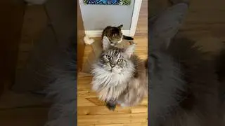 2 Treat Hound Cats at the snack cabinet 😲
