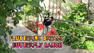 Butterflies in Slow Motion!