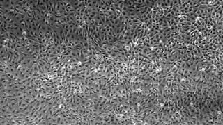 Turbulent-like MDCK monolayer!