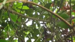 Near endemic - Moustached Brush Finch - Atlapetes albofrenatus - laguna de pedro palo