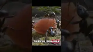 Ant Superpowers You Won&rsquo;t Believe! 🐜💪 | Mind-Blowing Animal Facts