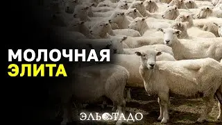 Племенные овцы породы Лакон. Элитные животные из Европы! Французские овцы Lacaune