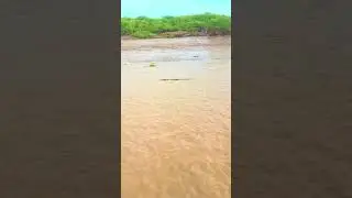sold water crocodile🐊 waterways nature#rivervideo #viralvideo #tranding @waterways.nature