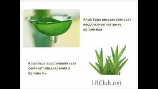Что За Линия Алоэ Вера Барбаденсис Миллер от LR