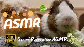 Hand Feeding Lettuce to Guinea Pig 🥬 | Gentle Eating ASMR in 4K