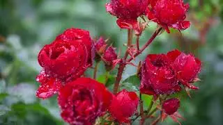 Nick Cave & Kylie Minoque - Where the Wild Roses Grow