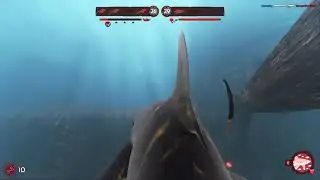 A strong opponent | Depth | Oceanic Whitetip - Devil's Head (w/ Icarus the Seal)