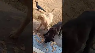 #trending #funny #comedy #dog #dogs #challenge #cute #cartoon #comedyshorts #ytshorts #eyecatchy