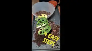 How to Repot Variegated Monstera Adansonii (Step-by-Step)