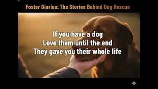 Foster Diaries: The Stories Behind Dog Rescue  #FosterParents #DogRescue #FosterDog #RescueStories