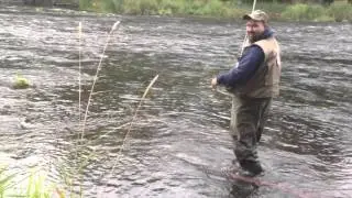 Flugfiske i M&ouml;rrms&aring;n Sommarlax/ Flyfishing in m&ouml;rrum river summer salmon