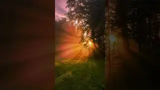 Golden Hour Forest Magic ✨   Calm Nature Vibes in 4K #4kNature #GoldenHourVibes #ForestMagic