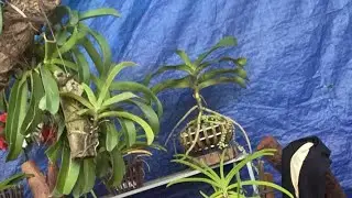 Lan rừng buôn đôn thành lý 0962237739