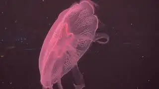 Deep Voyage