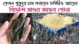 কেমন পুুকুরে চাষ করবেন হাইব্রিড জাতের বিদেশি মাগুর মাছের পোনা। প্রতি শতাংশে কত পিছ করে কালচার করবেন।