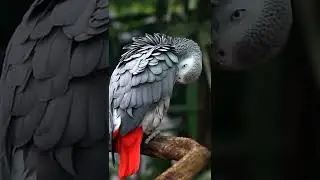 8K Video African Grey parrot - Love bird - Pet love - Beauty full parrot - Home pet