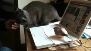 Piff the Diamond Dove and cat