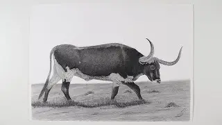 How to Draw A bull with graphite pencils - Realistic Drawing - speed video