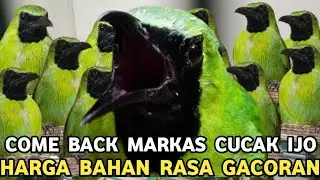 INI DIA MARKAS CUCAK IJO BAHAN RASA GACOR HARGA DR 220 SAMPAI JUTAAN DI PB PRAMUKA