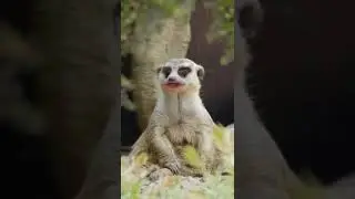Que pedo morros