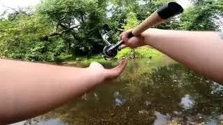 Catching Summer Panfish and Bass with a Carolina Rig!