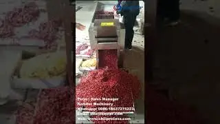 Automatic Red Chili Pepper Cutting and Seeds Removing Machine