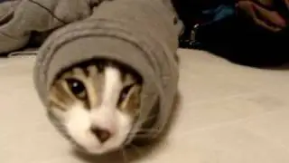 Hilarious kitten stuck in sweater sleeve
