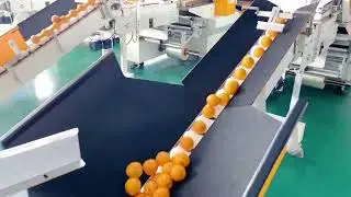 Fully automatic lemon, grapefruit, citrus, orange, fruit packing machine