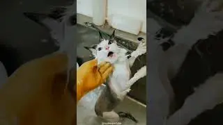 Hilarious Cat Bath Disaster! Angry Kitty Goes Splash! 😹🛁
