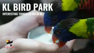 Kids will enjoy! | Kuala Lumpur Bird Park : School Holidays fun trip| Bird Shows and Feeding