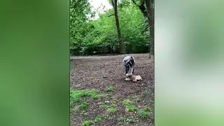 Woman fired after park confrontation backlash