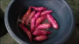 sweet potato recipe । sweet potato boiled recipe । Jyoti simple food